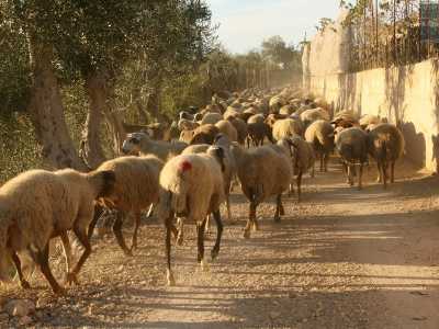 Alla fine vediamo allontanarsi l�uomo, naturalmente seguito da un rumoroso, allegro e belante gregge di pecore